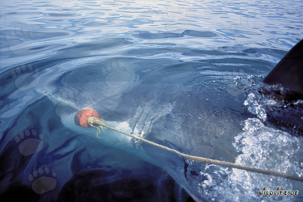 Impressive Great White Shark reaching for bait off Gansbaai, South Africa