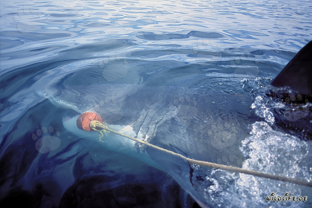 Impresionante tiburón blanco ataca el cebo frente a Gansbaai, Sudáfrica
