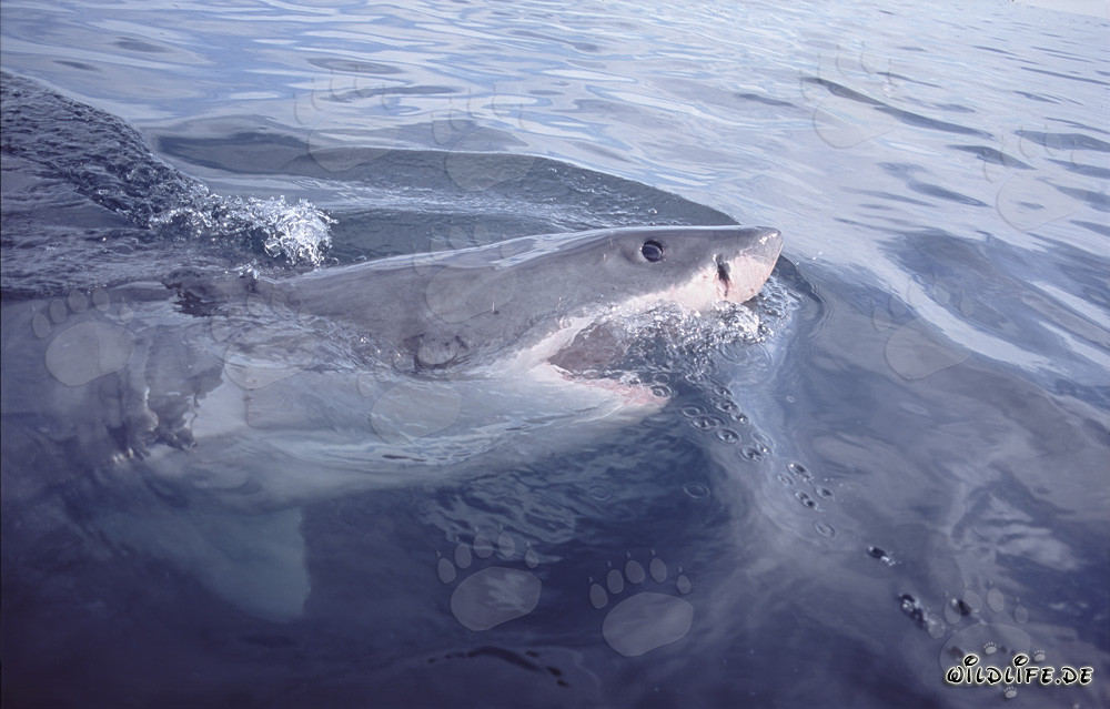 Grand requin blanc - Chasseur redoutable des grandes profondeurs