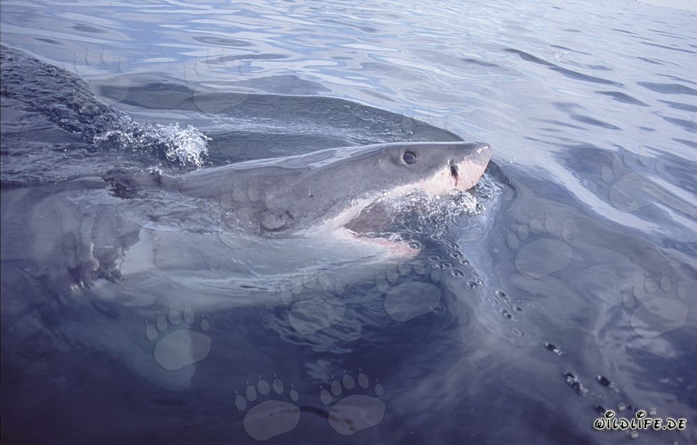 Great White Shark - Dangerous Hunter of the Deep Sea