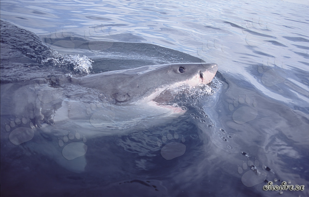 Squalo bianco - Pericoloso cacciatore delle profondità marine