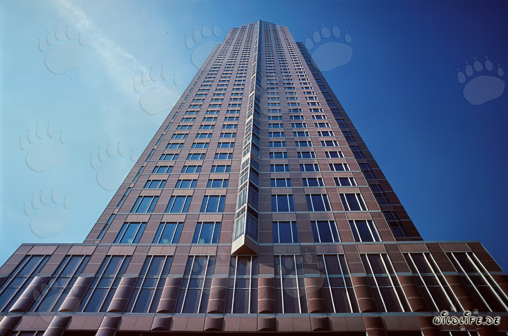 Der imposante Messeturm von Frankfurt am Main