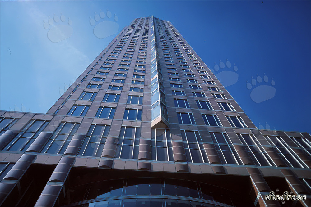 Fascinating Trade Fair Tower of Frankfurt against the radiant blue sky