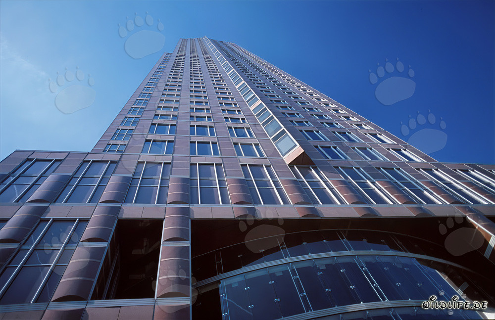 Der imposante Messeturm in Frankfurt am Main