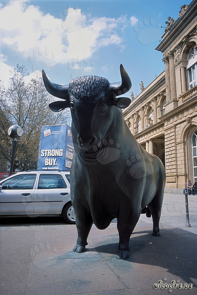 Toro frente a la Bolsa de Frankfurt - Símbolo de subidas y optimismo