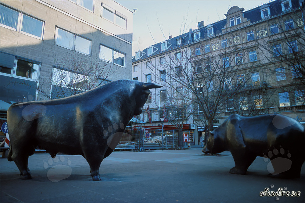Bulle und Baer an der Boerse Frankfurt