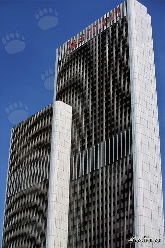 Colección elegante de vestidos de novia - Moda nupcial en blanco