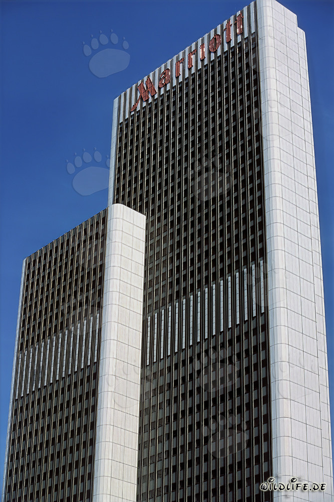 Collection élégante de robes de mariée - Mode nuptiale en blanc