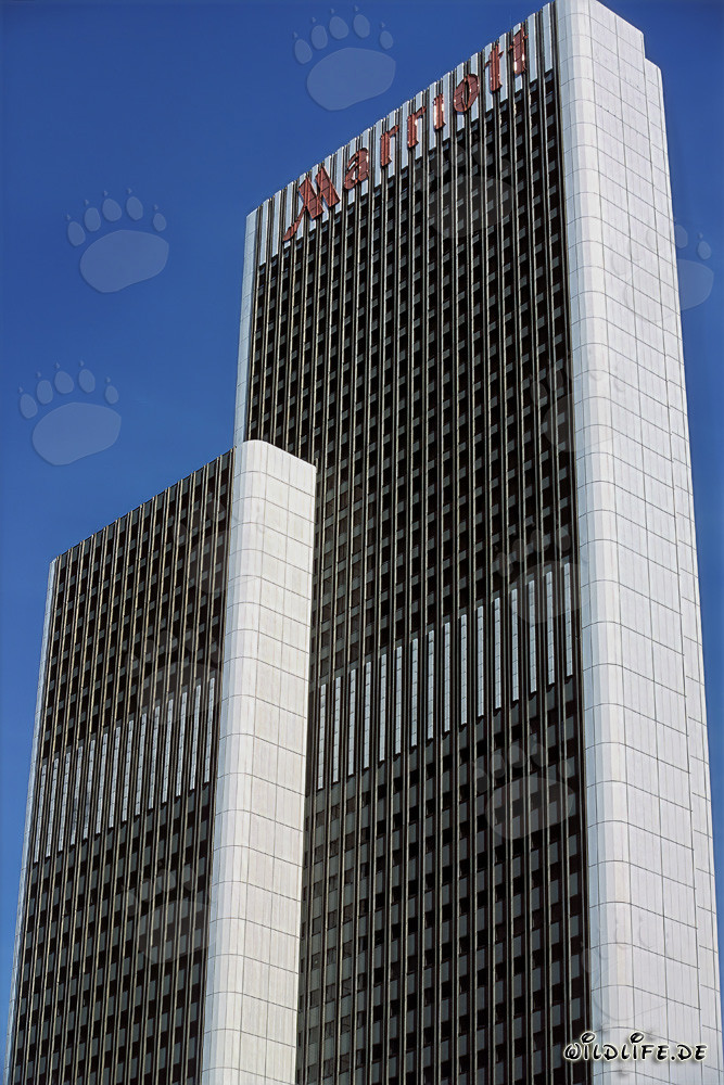 Elegant Wedding Dresses Collection - Bridal Fashion in White