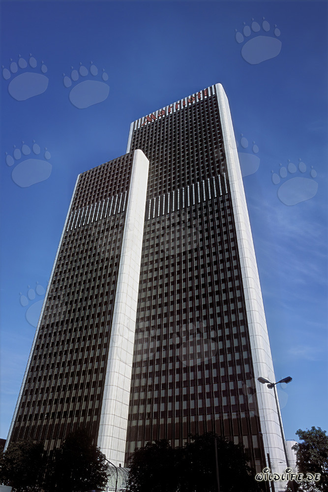 León elegante en la puesta de sol