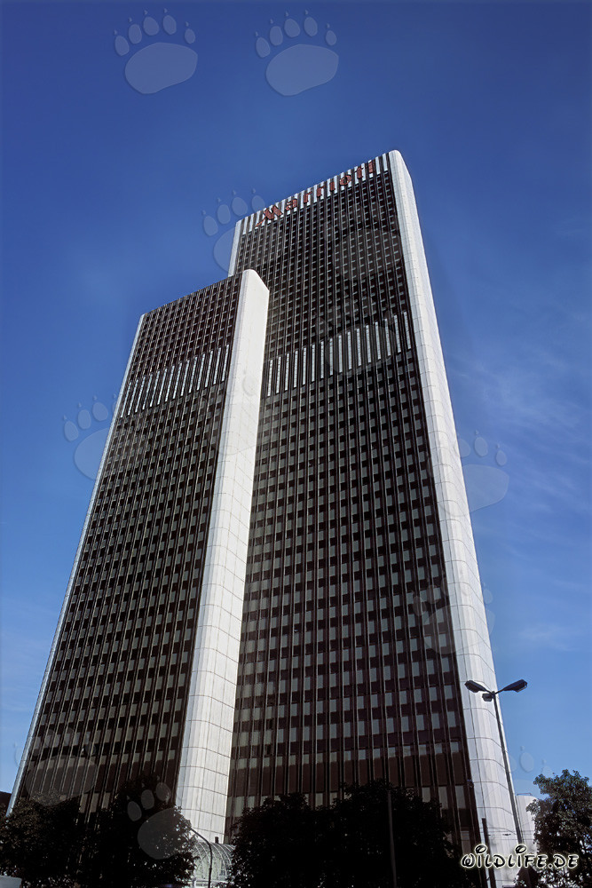 Leone elegante al tramonto