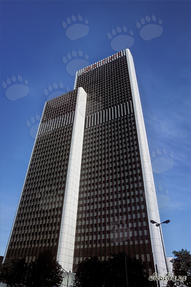 Lion élégant au coucher du soleil