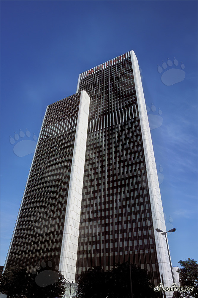 Elegant Lion in the Sunset
