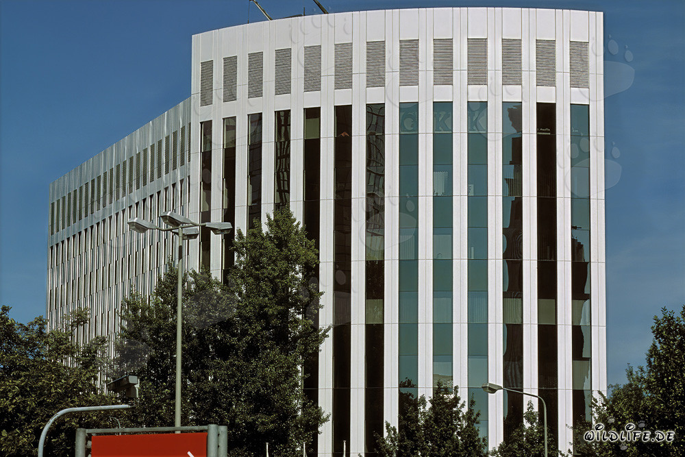 Modern Architecture at Aventis Frankfurt - Impressive Building in the Main Metropolis
