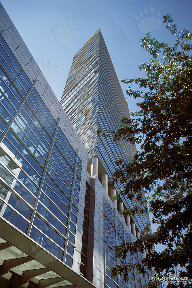 Imponente rascacielos Pollux en Frankfurt am Main de noche