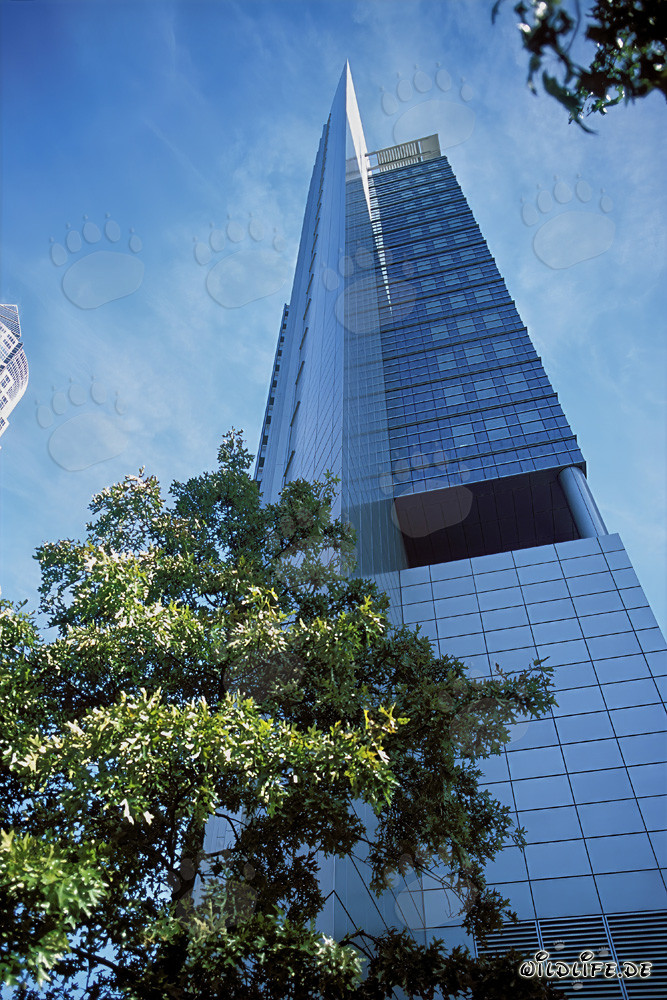 Due maestosi leoni al tramonto