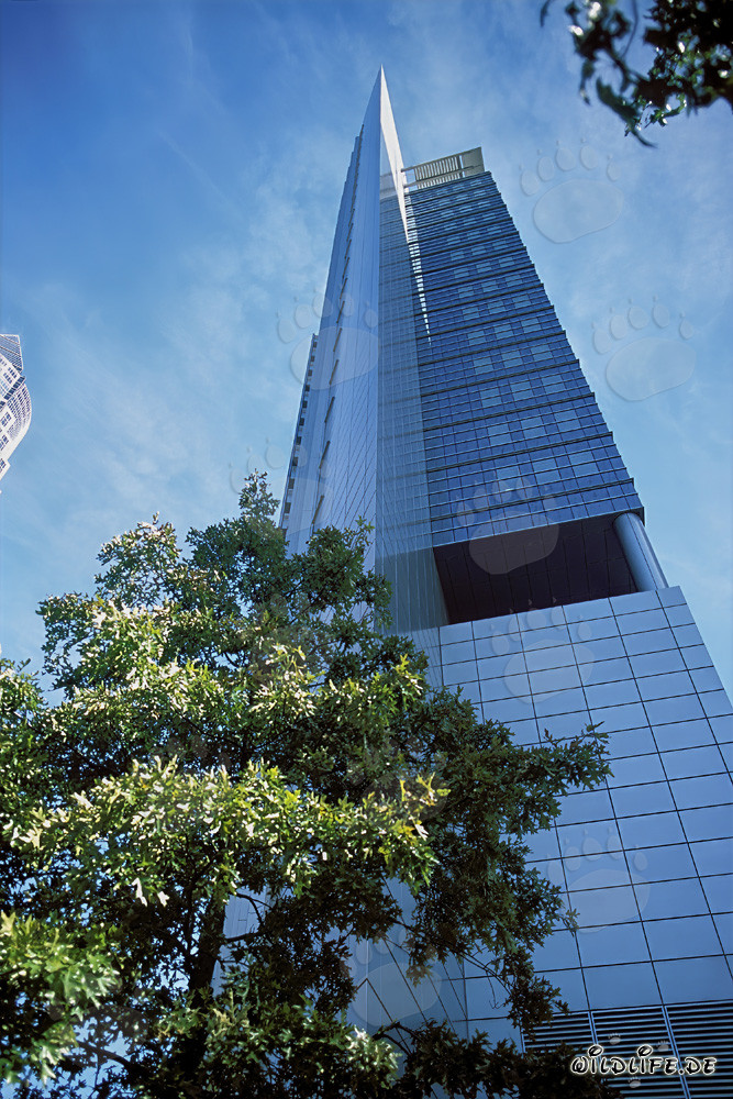 Two majestic lions in the sunset