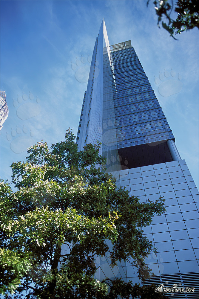 Deux lions majestueux au coucher du soleil