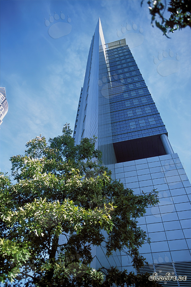 Dos leones majestuosos al atardecer