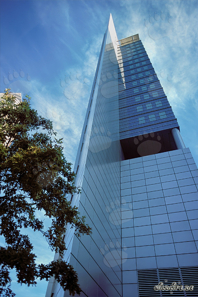 Imponente leone nella savana