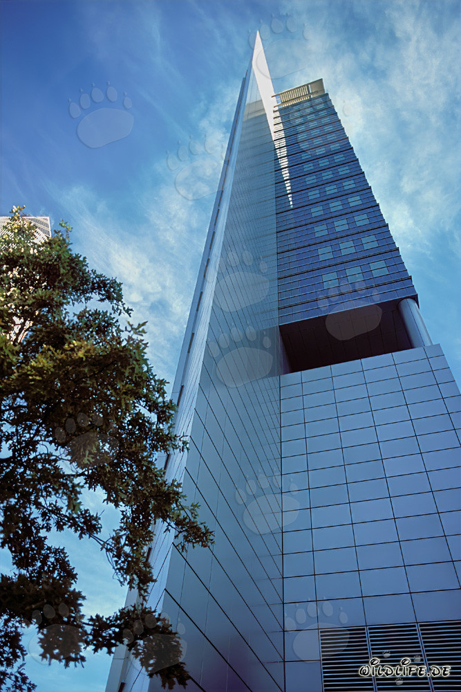 Majestic Lion in the Savanna