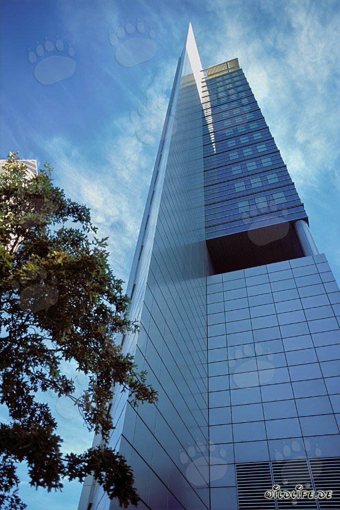 Lion imposant dans la savane