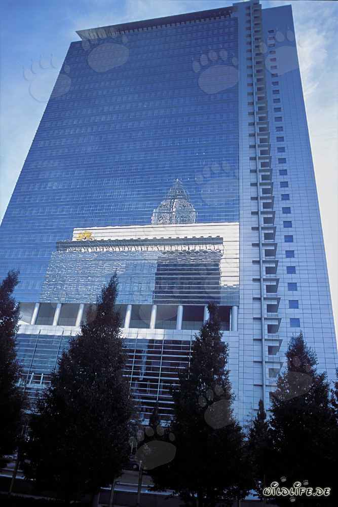 Elegante Pollux en el corazón de Fráncfort del Meno