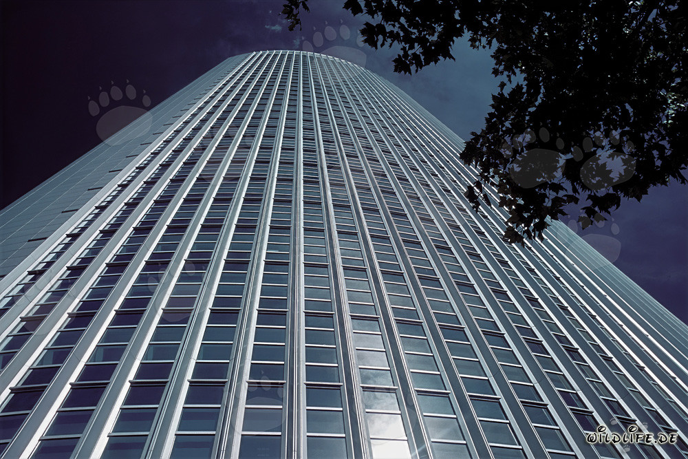 Elegante edificio de oficinas moderno Pollux en Frankfurt am Main al atardecer