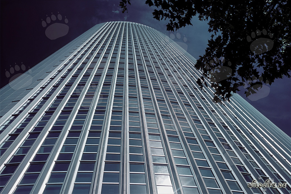 Elegante edificio uffici moderno Pollux a Francoforte sul Meno al tramonto