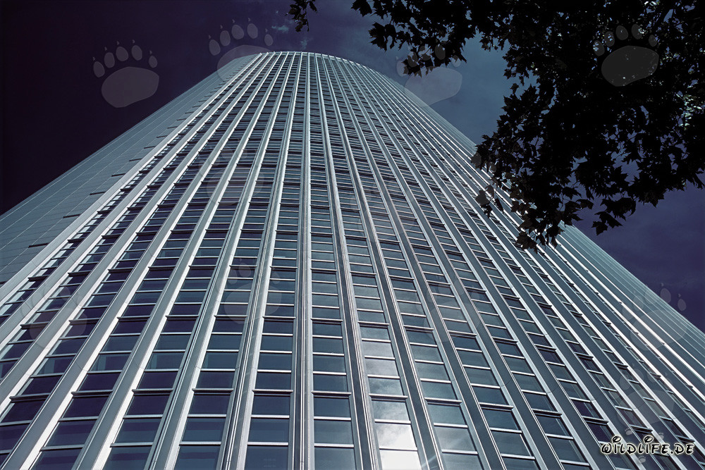 Elegant modern office building Pollux in Frankfurt am Main at sunset