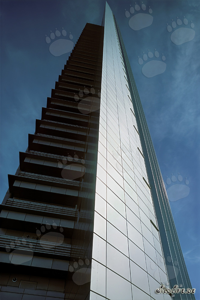 León majestuoso en la sabana africana