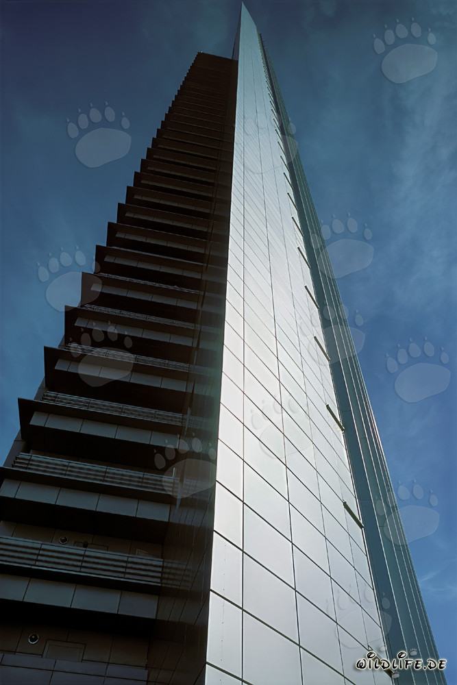 Maestoso leone nella savana africana