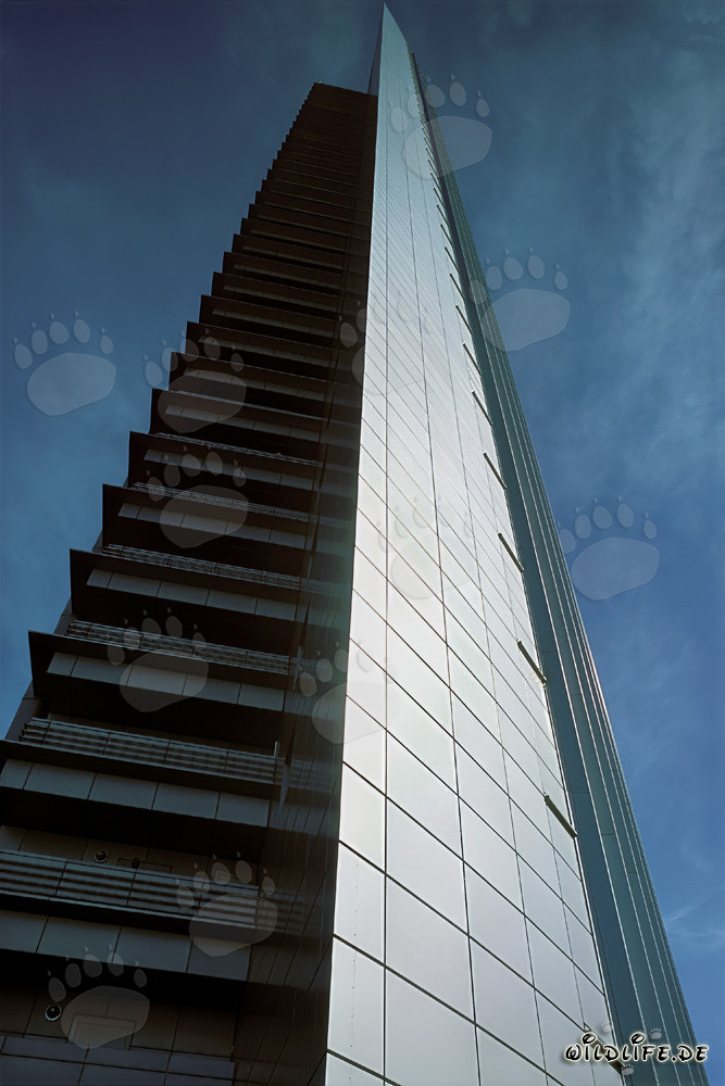 Lion majestueux dans la savane