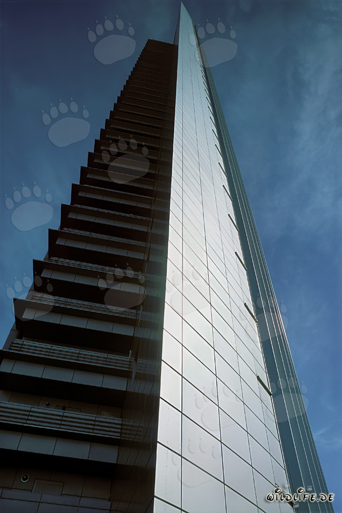 Majestic Lion in the Savannah