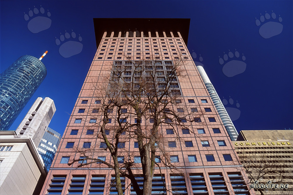 Centre japonais fascinant à Francfort avec une ambiance extrême-orientale