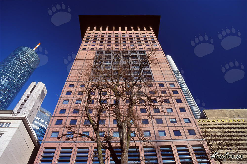 Centro japonés fascinante en Frankfurt con un ambiente extremo-oriental