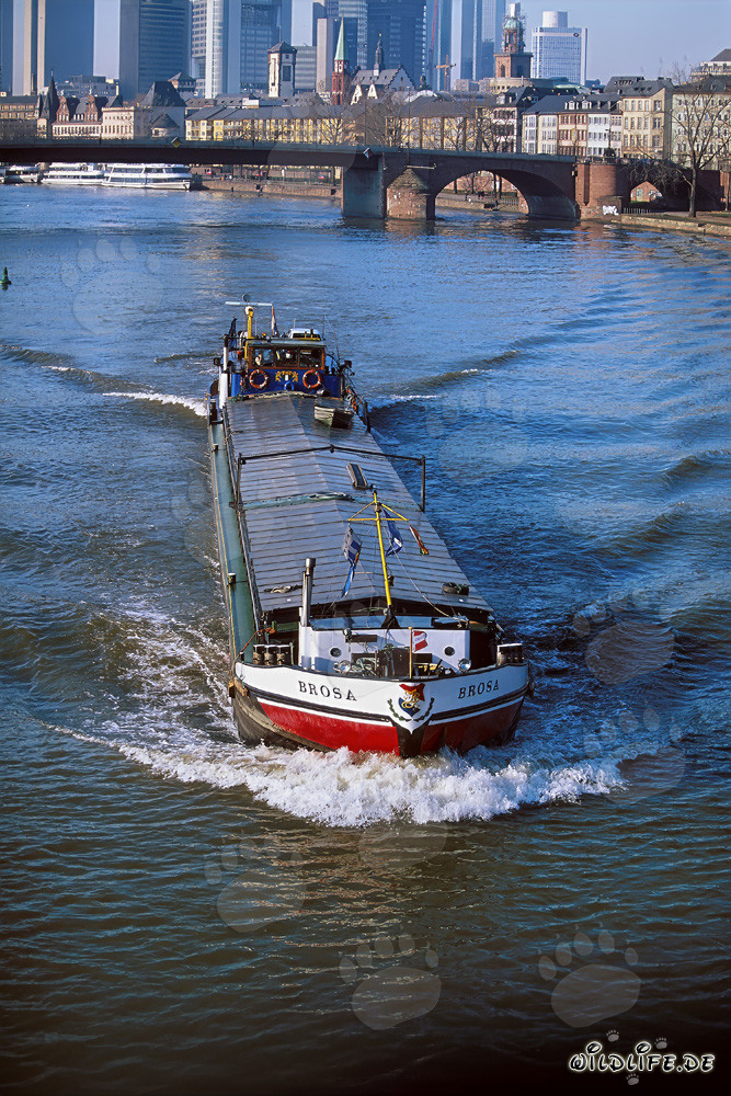 Chiatte fluviali di fronte all'imponente skyline di Francoforte sul Meno