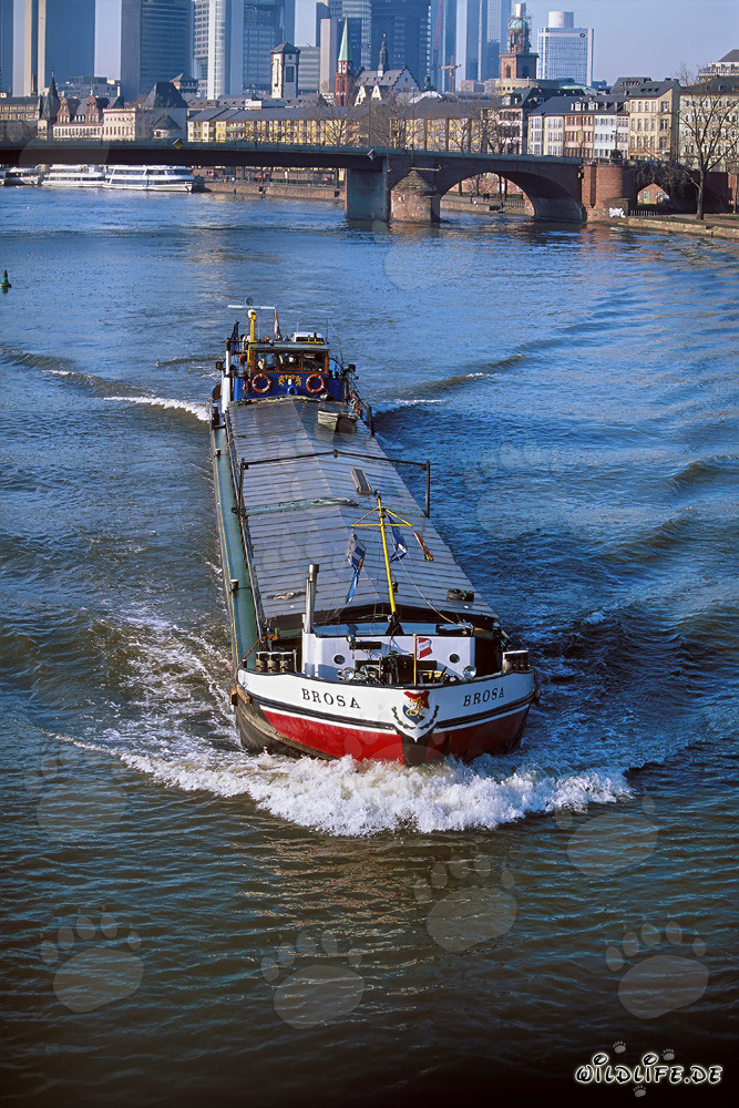 River freighter in front of impressive skyline of Frankfurt am Main