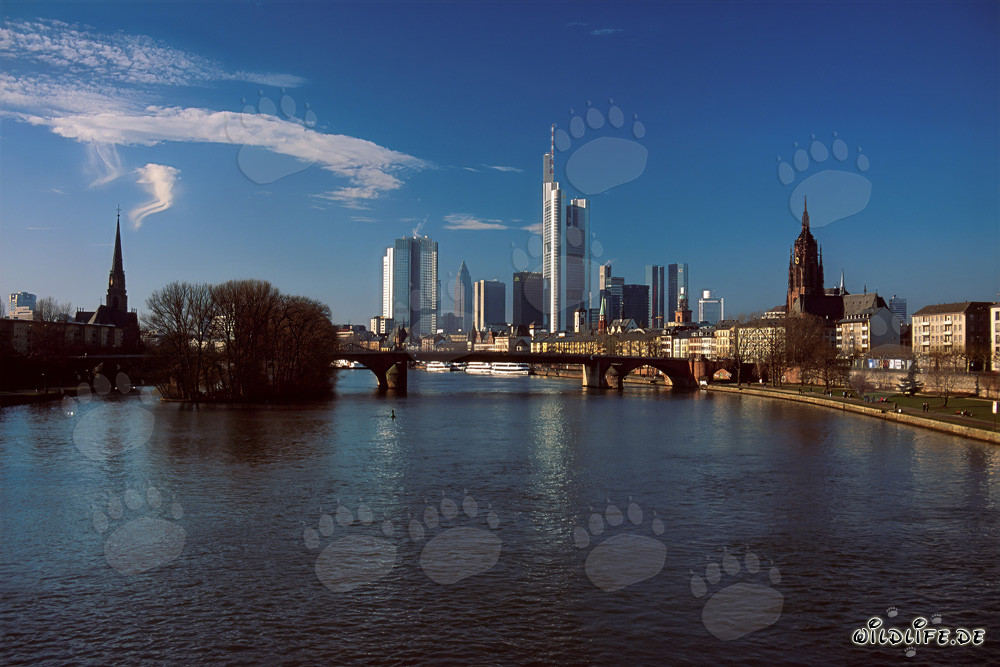 Frankfurts imposante Skyline mit dem beeindruckenden Millenium Tower