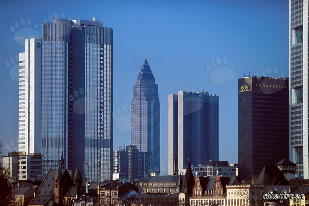 Frankfurt's Impressive Skyline at Sunset