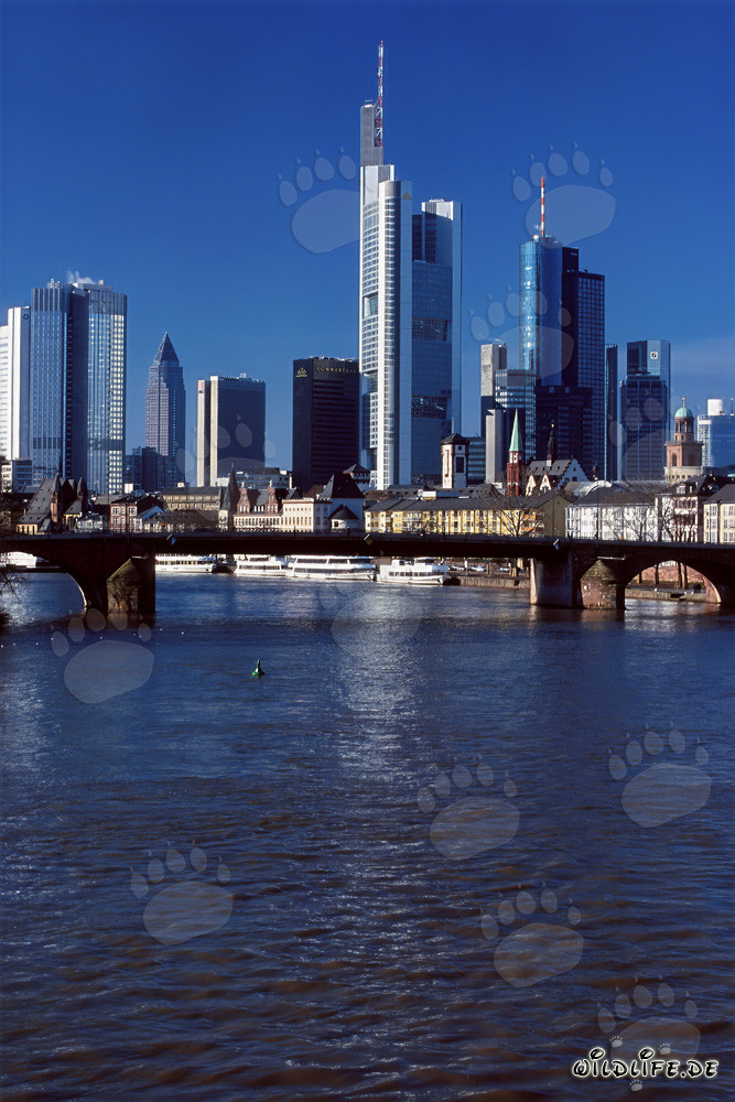 Skyline impressionnante de Francfort avec l'impressionnant Millennium Tower