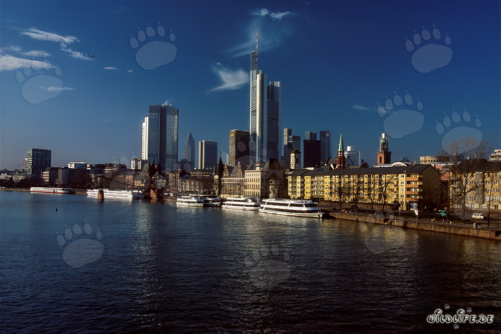 Impressive Skyline of Frankfurt with Skyscrapers