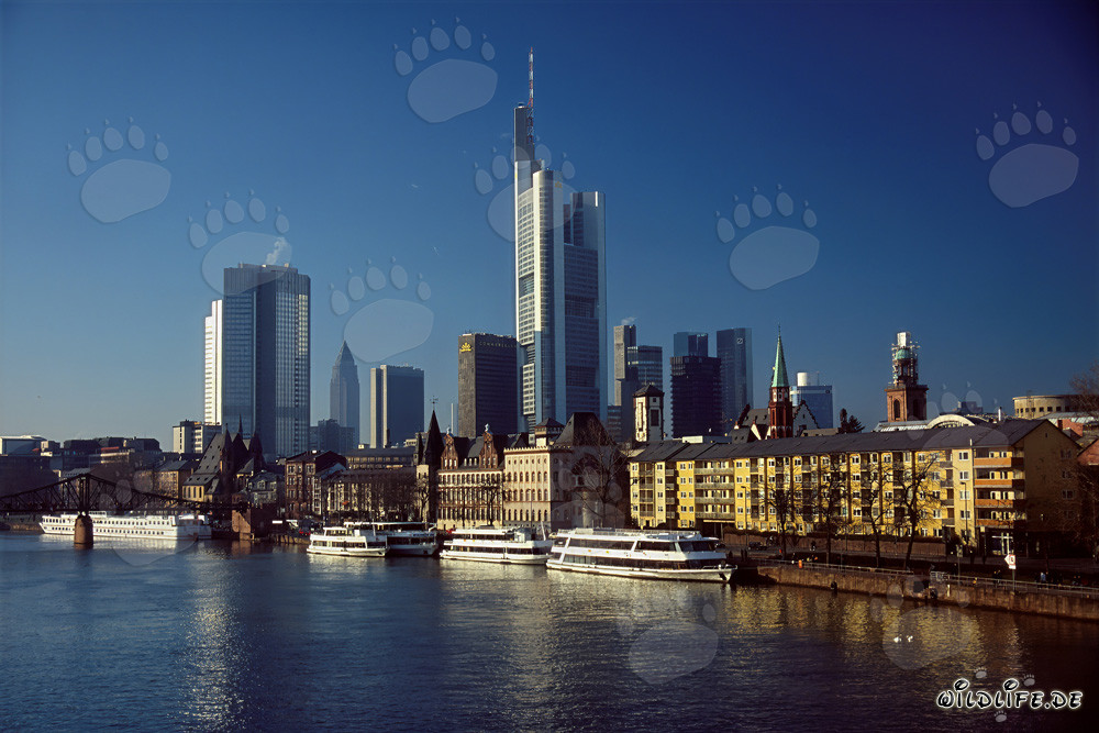 Impressive Skyline of Frankfurt
