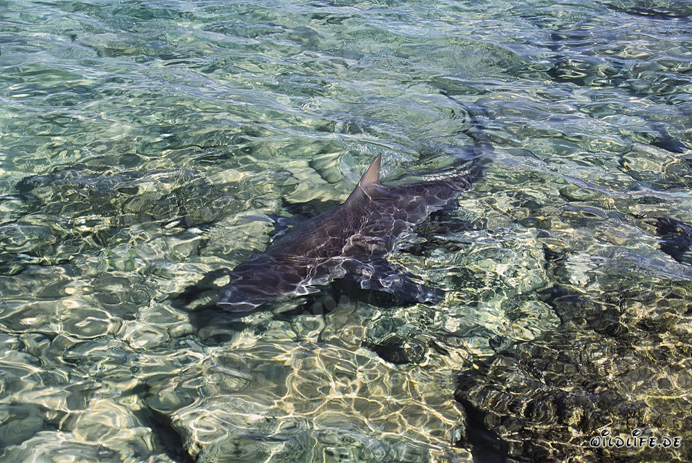 Bull shark foraging in shallow waters off Walker´s Cay