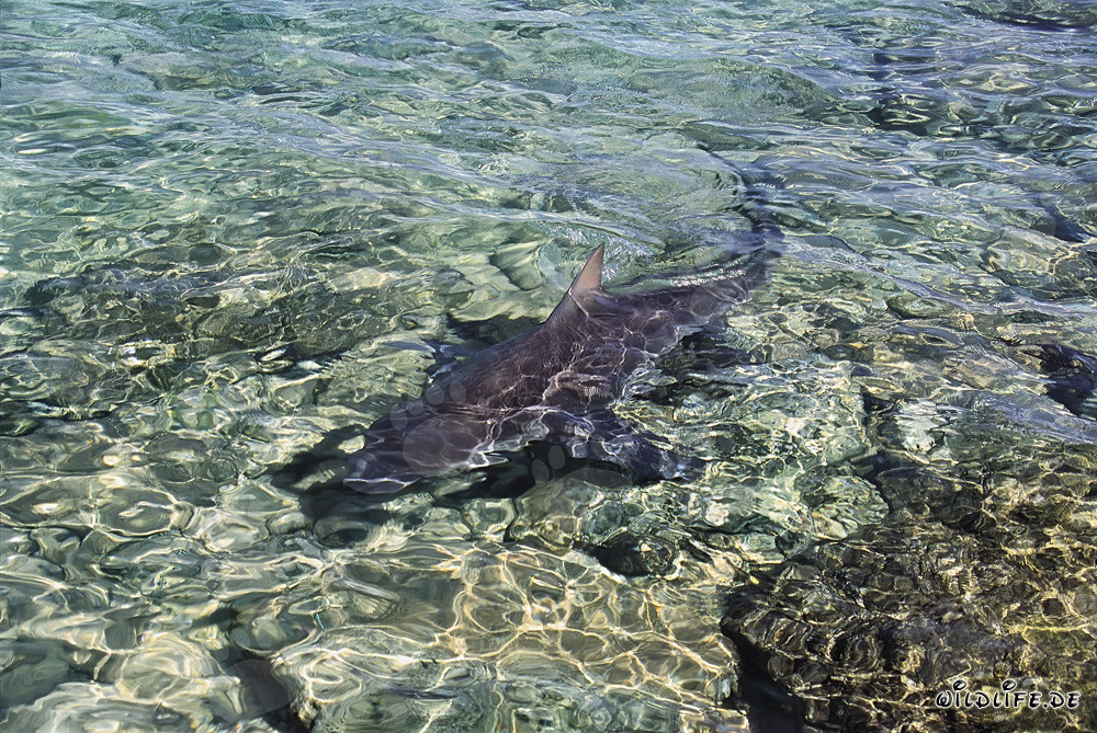 Bullenhai auf Nahrungssuche im seichten Wasser vor Walker´s Cay