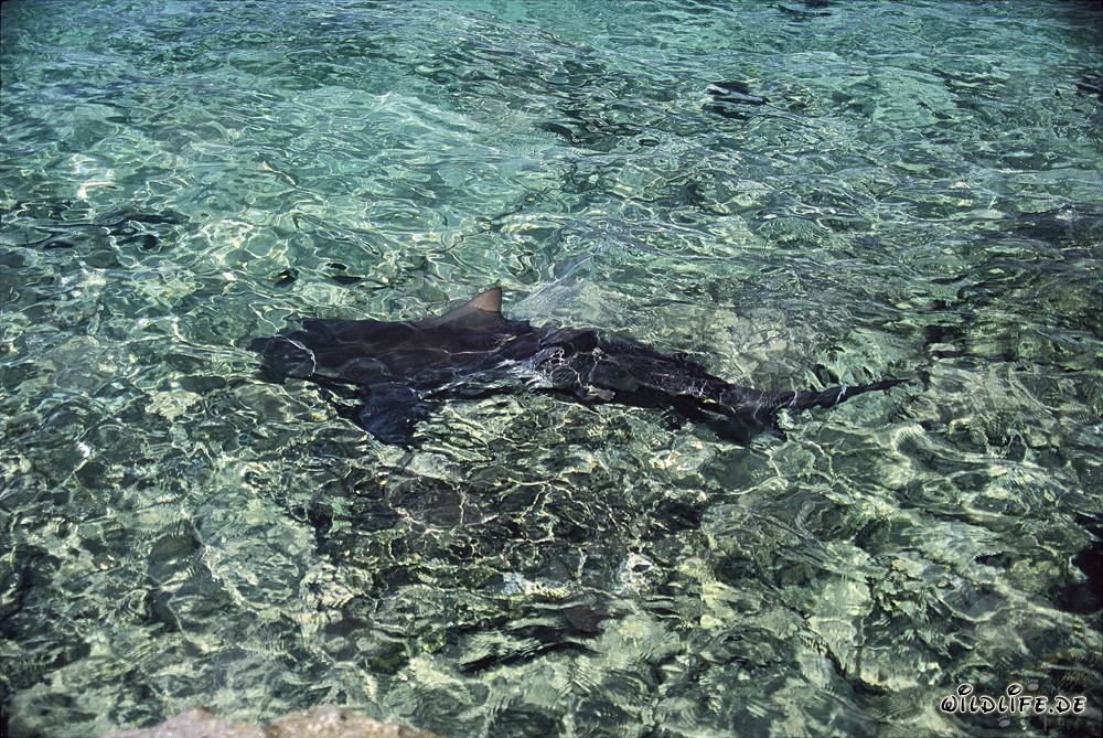 Bullenhai auf Nahrungssuche an einem Strand in Walker´s Cay, Bahamas