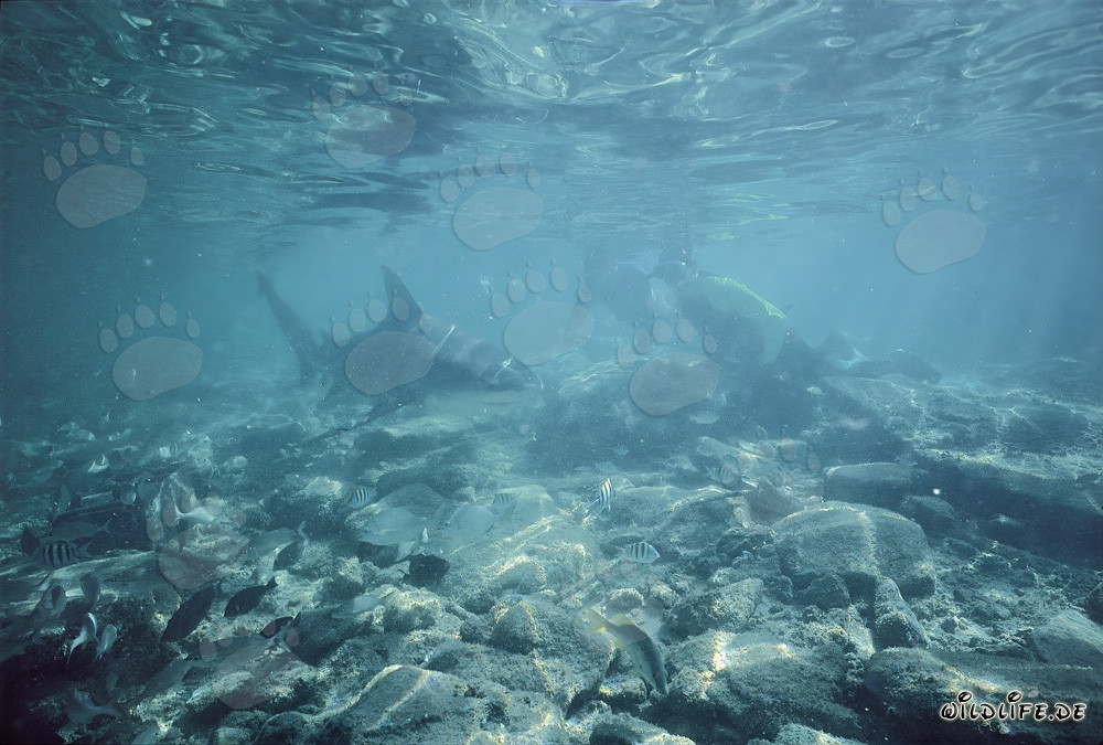 Fascinating Encounter: Bull Shark and Divers in Shallow Water
