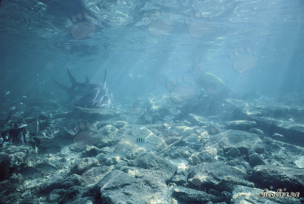 Bull Shark searching for prey in shallow troubled water off Walker´s Cay, Bahamas