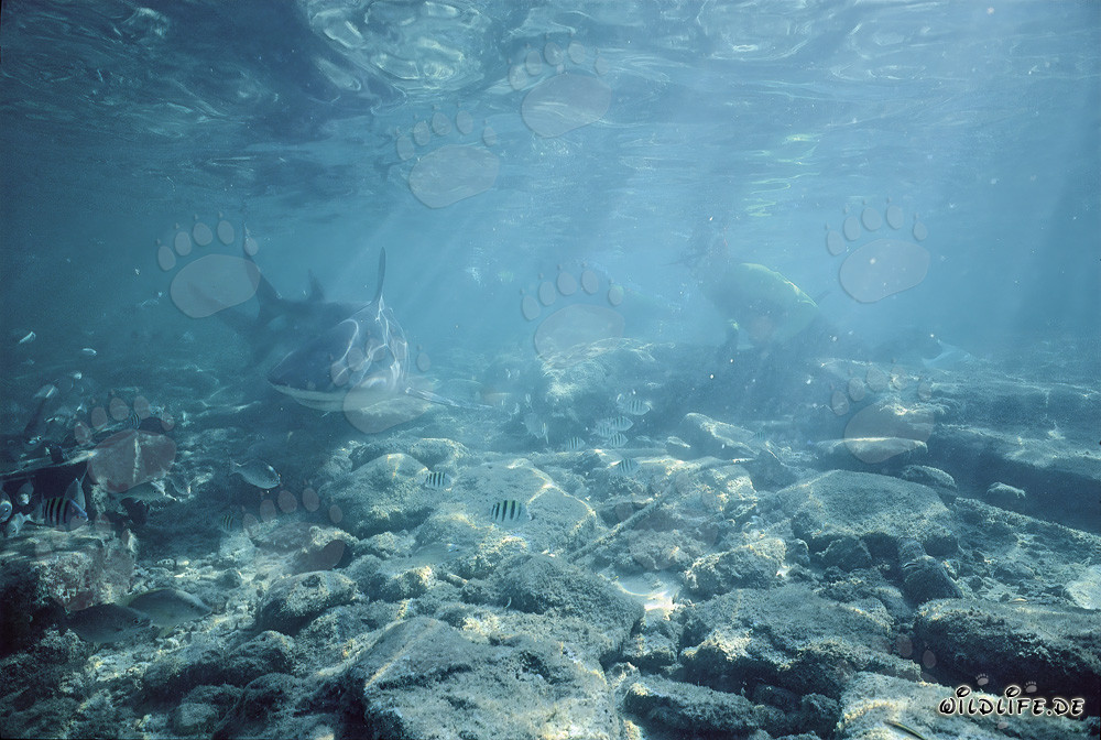 Bullenhai auf Nahrungssuche im aufgewühlten Flachwasser vor Walker´s Cay, Bahamas