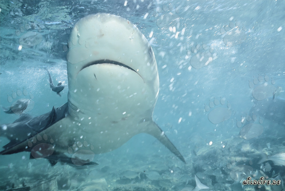Fascinating Underneath View of a Bull Shark